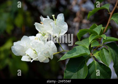 Konfetti, Gehölze, Strauch oder Baum mit Dornen Stockfoto