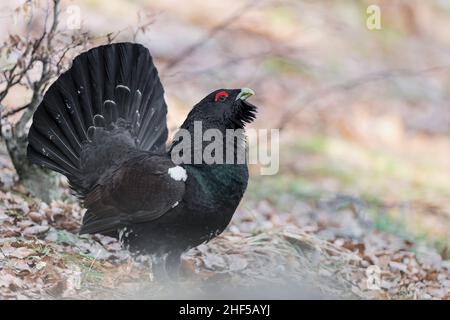 Ein majestätischer Vogel der Familie der Birkhühner, der Auerhahn bei Sonnenaufgang (Tetrao urogallus) Stockfoto