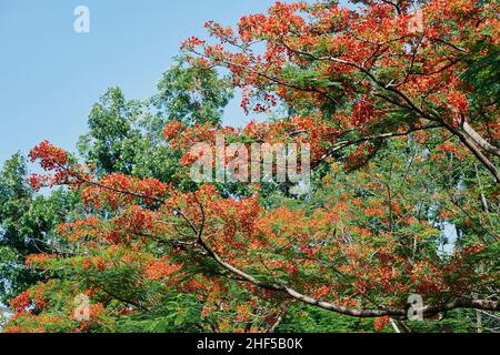 Extravagant, Royal poinciana, Mohur-Baum Stockfoto