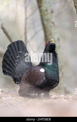 Vertikales Porträt für den mächtigen Capercaillie-Männchen (Tetrao urogallus) Stockfoto