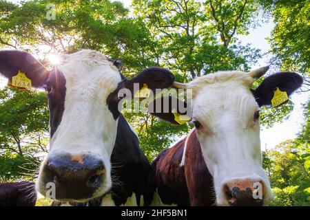 irisches Rind Stockfoto