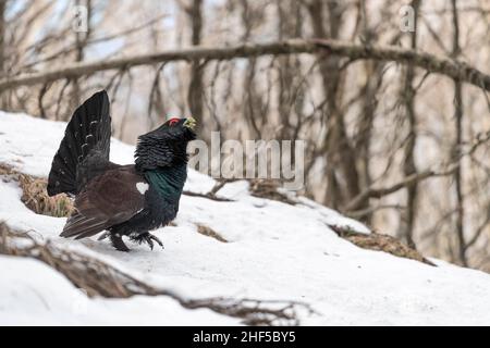 Auerhahn Männchen auf Schnee (Tetrao urogallus) Stockfoto