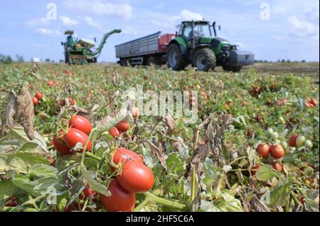 ITALIEN, Parma, Basilicanova, Tomatenzuchtbetrieb für Firma Mutti s.p.A., Ernte mit Guaresi Harvester, die geernteten Pflaumentomaten werden für Tomatenkonserven, Pulpo, Passata und Tomatenkonzentrat verwendet / ITALIEN, Tomaten Vertragsanbau für Firma Mutti Spa, die geernteten Flammentomaten werden abschließend zu Dosentomaten, Passata und Tomatenmark verarbeitet, und konserviert Alles 100 procent Italy Stockfoto