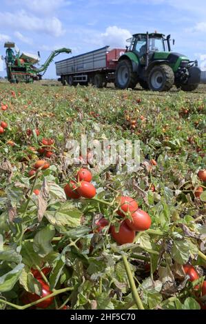 ITALIEN, Parma, Basilicanova, Tomatenzuchtbetrieb für Firma Mutti s.p.A., Ernte mit Guaresi Harvester, die geernteten Pflaumentomaten werden für Tomatenkonserven, Pulpo, Passata und Tomatenkonzentrat verwendet / ITALIEN, Tomaten Vertragsanbau für Firma Mutti Spa, die geernteten Flammentomaten werden abschließend zu Dosentomaten, Passata und Tomatenmark verarbeitet, und konserviert Alles 100 procent Italy Stockfoto