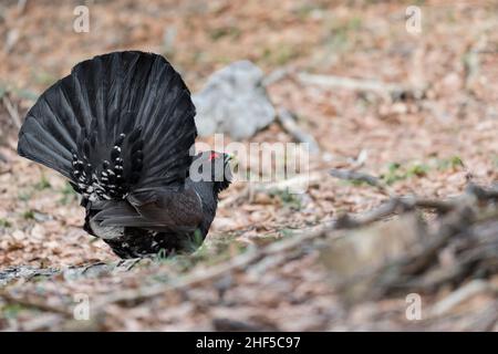 Fütterungsdauer bei Unterholz für den schweren Capercaillie-Männchen (Tetrao urogallus) Stockfoto