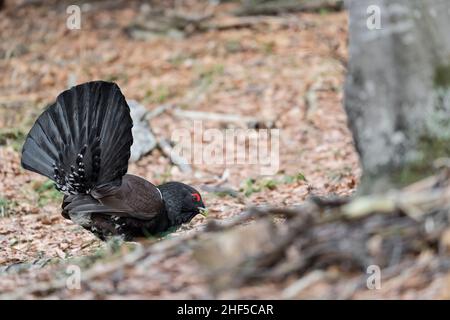 Fütterungsdauer bei Unterholz für den schweren Capercaillie-Männchen (Tetrao urogallus) Stockfoto