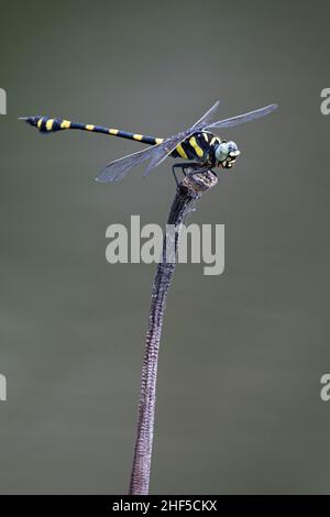 Libellen im Park in Ho Chi Minh City Stockfoto