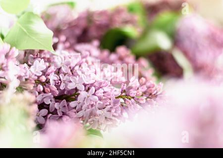 Flieder blüht unscharf. Natürlicher Blumenhintergrund. Horizontales Foto. Stockfoto