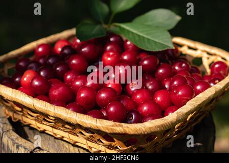 Ernte und gesundes Essen Konzept. Reife rote Kirschen in einem Weidenkorb. Horizontales Foto. Stockfoto