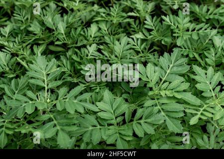 Wachsende Blumen aus Samen. Junge Sämlinge von jährlichen Ringelblumen für Gartenbeete. Horizontales Foto. Stockfoto