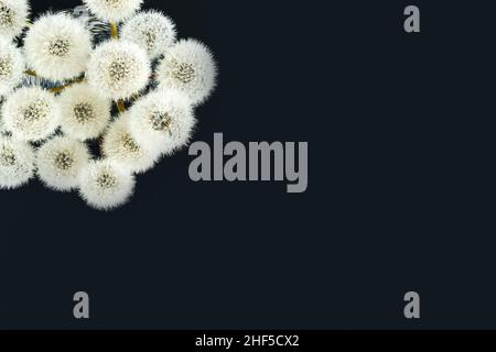 Schönes Bouquet von weißen Dandelionen auf dunklem Hintergrund. Postkarte mit Ort für Text. Horizontales Foto. Stockfoto
