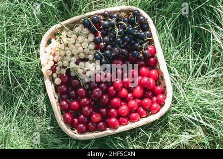Draufsicht auf Kirschenbeeren, weiße und schwarze Johannisbeeren in einem Korb auf dem Rasen. Horizontales Foto. Stockfoto