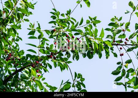 Zweige eines Kirschbaums mit reifen Kirschen vor einem blauen Himmel. Ernte. Horizontales Foto. Stockfoto