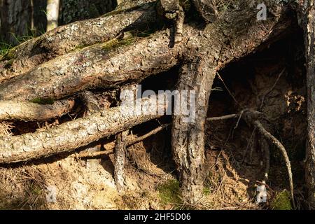 Starke große Wurzeln eines alten Baumes auf der Erdoberfläche. Horizontales Foto. Stockfoto