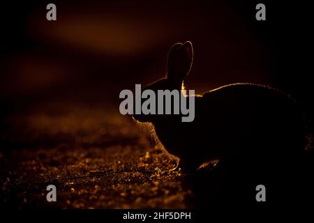 Ein wildes Kaninchen, das während des Sonnenuntergangs im Hintergrund gefangen wurde. Stockfoto