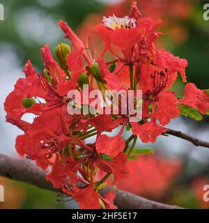 Extravagant, Royal poinciana, Mohur-Baum Stockfoto