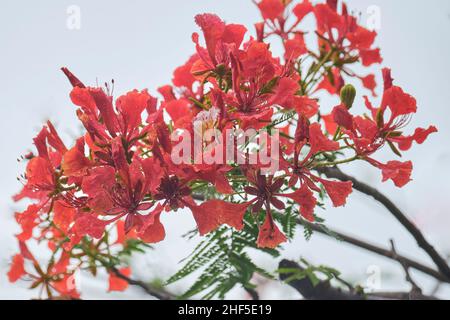 Extravagant, Royal poinciana, Mohur-Baum Stockfoto