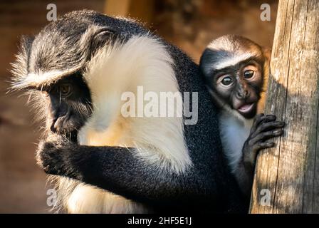 Der Roloway-Affen Kayla mit ihrem sechs Wochen alten, neugeborenen Sohn Dassioko, der am 3. Dezember im Yorkshire Wildlife Park geboren wurde. Er ist nach einem Gebiet von außergewöhnlicher Bedeutung für die vom Aussterben bedrohten Roloway-Affen, die Waldreservate Dassioko Sud und Port Gauthier an der Elfenbeinküste Westafrikas benannt. Bilddatum: Freitag, 14. Januar 2022. Stockfoto
