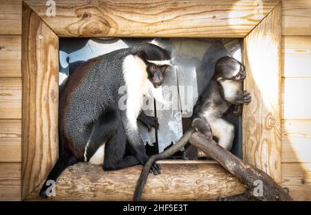 Der Roloway-Affen Kayla mit ihrem sechs Wochen alten, neugeborenen Sohn Dassioko, der am 3. Dezember im Yorkshire Wildlife Park geboren wurde. Er ist nach einem Gebiet von außergewöhnlicher Bedeutung für die vom Aussterben bedrohten Roloway-Affen, die Waldreservate Dassioko Sud und Port Gauthier an der Elfenbeinküste Westafrikas benannt. Bilddatum: Freitag, 14. Januar 2022. Stockfoto
