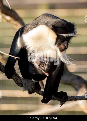 Der Roloway-Affen Kayla mit ihrem sechs Wochen alten, neugeborenen Sohn Dassioko, der am 3. Dezember im Yorkshire Wildlife Park geboren wurde. Er ist nach einem Gebiet von außergewöhnlicher Bedeutung für die vom Aussterben bedrohten Roloway-Affen, die Waldreservate Dassioko Sud und Port Gauthier an der Elfenbeinküste Westafrikas benannt. Bilddatum: Freitag, 14. Januar 2022. Stockfoto