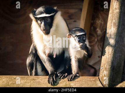 Der Roloway-Affen Kayla mit ihrem sechs Wochen alten, neugeborenen Sohn Dassioko, der am 3. Dezember im Yorkshire Wildlife Park geboren wurde. Er ist nach einem Gebiet von außergewöhnlicher Bedeutung für die vom Aussterben bedrohten Roloway-Affen, die Waldreservate Dassioko Sud und Port Gauthier an der Elfenbeinküste Westafrikas benannt. Bilddatum: Freitag, 14. Januar 2022. Stockfoto