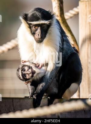 Der Roloway-Affen Kayla mit ihrem sechs Wochen alten, neugeborenen Sohn Dassioko, der am 3. Dezember im Yorkshire Wildlife Park geboren wurde. Er ist nach einem Gebiet von außergewöhnlicher Bedeutung für die vom Aussterben bedrohten Roloway-Affen, die Waldreservate Dassioko Sud und Port Gauthier an der Elfenbeinküste Westafrikas benannt. Bilddatum: Freitag, 14. Januar 2022. Stockfoto