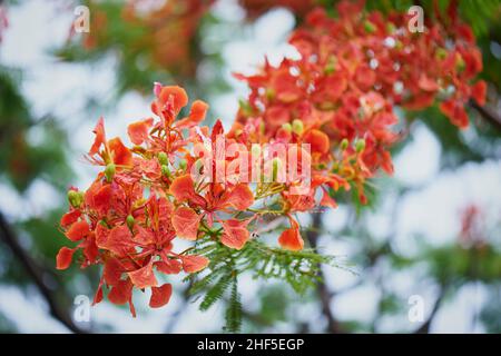 Extravagant, Royal poinciana, Mohur-Baum Stockfoto