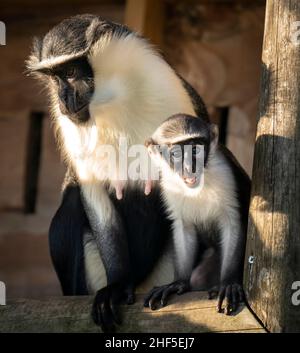 Der Roloway-Affen Kayla mit ihrem sechs Wochen alten, neugeborenen Sohn Dassioko, der am 3. Dezember im Yorkshire Wildlife Park geboren wurde. Er ist nach einem Gebiet von außergewöhnlicher Bedeutung für die vom Aussterben bedrohten Roloway-Affen, die Waldreservate Dassioko Sud und Port Gauthier an der Elfenbeinküste Westafrikas benannt. Bilddatum: Freitag, 14. Januar 2022. Stockfoto