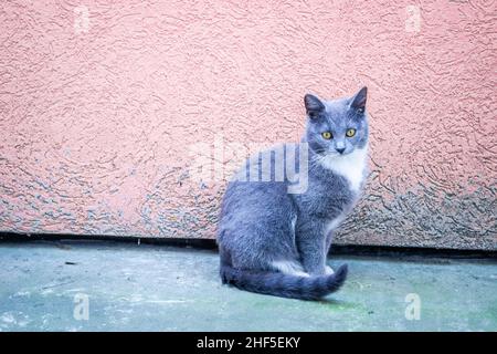 Europäische, inländische Katze auf der gepflasterten Auffahrt des Hauses. Stockfoto