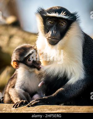 Der Roloway-Affen Kayla mit ihrem sechs Wochen alten, neugeborenen Sohn Dassioko, der am 3. Dezember im Yorkshire Wildlife Park geboren wurde. Er ist nach einem Gebiet von außergewöhnlicher Bedeutung für die vom Aussterben bedrohten Roloway-Affen, die Waldreservate Dassioko Sud und Port Gauthier an der Elfenbeinküste Westafrikas benannt. Bilddatum: Freitag, 14. Januar 2022. Stockfoto