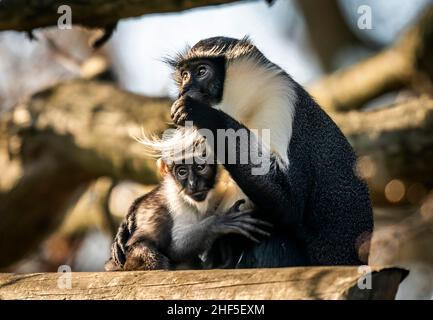 Der Roloway-Affen Kayla mit ihrem sechs Wochen alten, neugeborenen Sohn Dassioko, der am 3. Dezember im Yorkshire Wildlife Park geboren wurde. Er ist nach einem Gebiet von außergewöhnlicher Bedeutung für die vom Aussterben bedrohten Roloway-Affen, die Waldreservate Dassioko Sud und Port Gauthier an der Elfenbeinküste Westafrikas benannt. Bilddatum: Freitag, 14. Januar 2022. Stockfoto