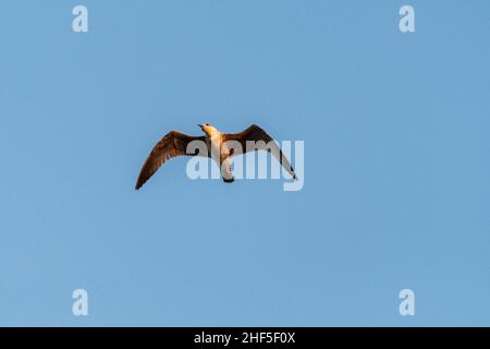 Einsame Möwe, die hoch in den Himmel fliegt Stockfoto