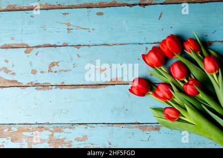 Direkt über Schuss frische rote Tulpen auf alten blauen Holztisch mit Kopieplatz Stockfoto