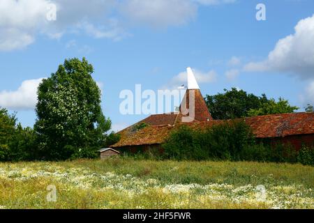 Im Frühsommer, Tudeley, Kent, England, liegt neben dem High Weald Walk ein langer, distince Fußweg Stockfoto