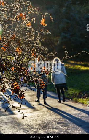 Schiefe Haselnüsse oder Korkenzieher mit nur wenigen Blättern an einem Wintertag in den Valley Gardens, Harrogate, North Yorkshire, England, Großbritannien. Stockfoto