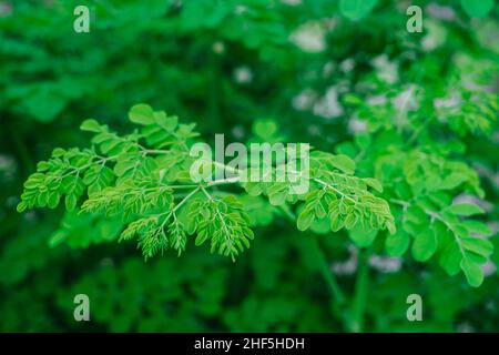 Moringa-Blätter in Nahaufnahme: Ist reich an Vitaminen und Eisen und beliebtes Heilmittel gegen Diabetes und Krebs. Speicherplatz kopieren. Selektiver Fokus. Stockfoto