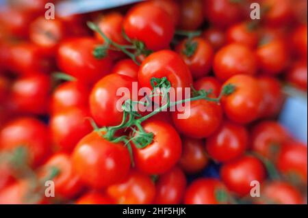 Tilburg, Niederlande. Stapel von industriell produzierten Tomaten, die in einem Gewächshaus angebaut werden und auf den Export in die ganze Welt abzielen, um Supermärkte und Menschen mit ihren täglichen Nährstoffen zu versorgen. Stockfoto