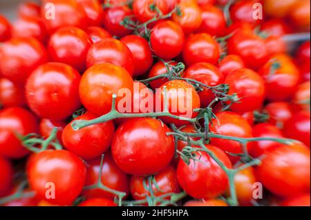 Tilburg, Niederlande. Stapel von industriell produzierten Tomaten, die in einem Gewächshaus angebaut werden und auf den Export in die ganze Welt abzielen, um Supermärkte und Menschen mit ihren täglichen Nährstoffen zu versorgen. Stockfoto