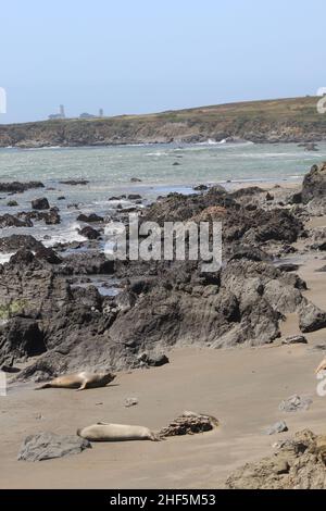 Elefantenrobben, Seeotter und Fotos von Morro Bay Stockfoto