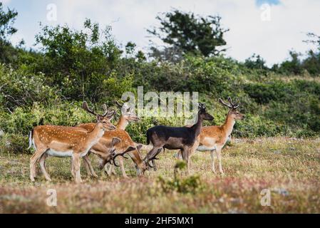 Herde von Böcken auf der schwedischen Insel Hanö. Ein Haufen oder eine Gruppe von vorsichtig Hirschen auf der Insel Hano, während sie glücklich in ihrem Lebensraum leben, vermittelt ein Gefühl der Familie Stockfoto