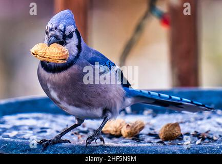 Ein Bluejay findet eine Erdnuss in einem gefrorenen Vogelbad im Hinterhof Stockfoto