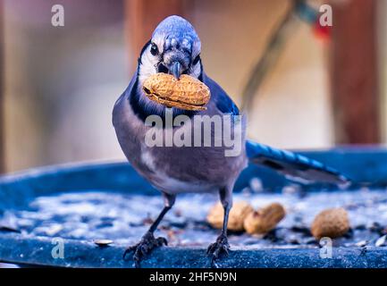 Ein Bluejay findet eine Erdnuss in einem gefrorenen Vogelbad im Hinterhof Stockfoto
