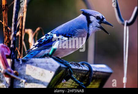 Ein Bluejay landet auf der Hinterhofterrasse Stockfoto