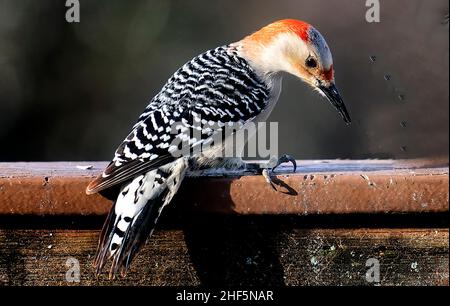 Der Specht kommt auf der Terrasse im Hinterhof an Stockfoto