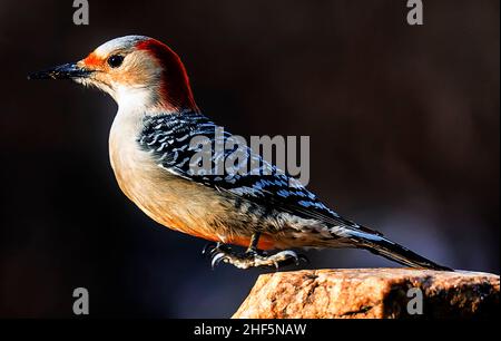 Der Specht kommt auf der Terrasse im Hinterhof an Stockfoto