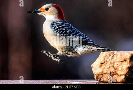 Der Specht kommt auf der Terrasse im Hinterhof an Stockfoto
