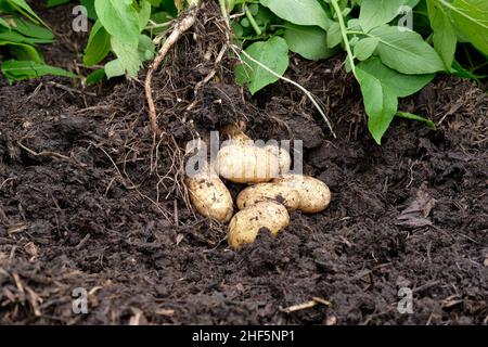 Frisch abgehobene Charlotte Neue Kartoffeln aus einer reich an organischen Substanz gefüllten Erde in einem Gemüsegarten Hochbett. Stockfoto