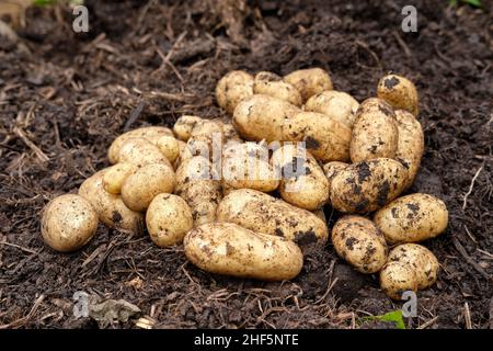 Frisch abgehobene Charlotte Neue Kartoffeln aus einer reich an organischen Substanz gefüllten Erde in einem Gemüsegarten Hochbett. Stockfoto