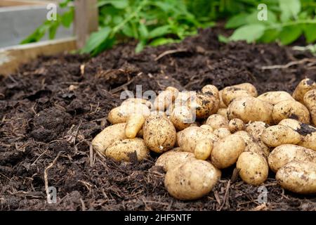 Frisch abgehobene Charlotte Neue Kartoffeln aus einer reich an organischen Substanz gefüllten Erde in einem Gemüsegarten Hochbett. Stockfoto