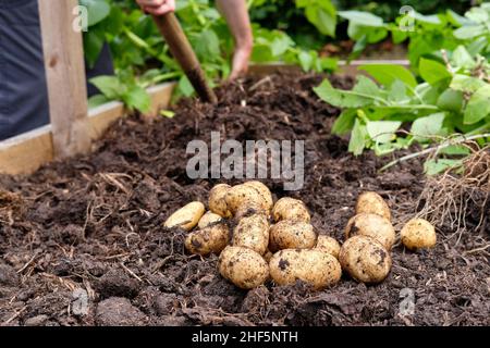 Frisch abgehobene Charlotte Neue Kartoffeln aus einer reich an organischen Substanz gefüllten Erde in einem Gemüsegarten Hochbett. Stockfoto